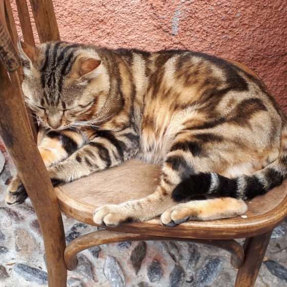 Saorge town cat looking very comfy