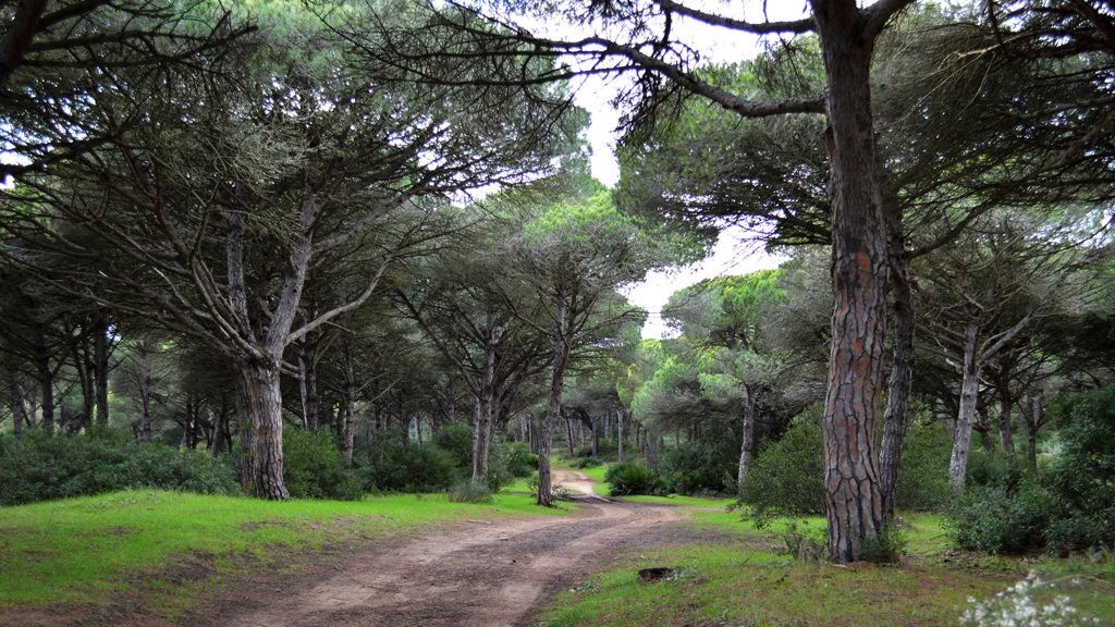 Barbate Natural park