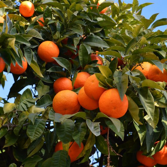 Cordoba Oranges