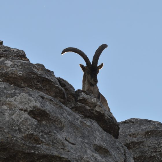 A wild Spanish Ibex surveying his kingdom