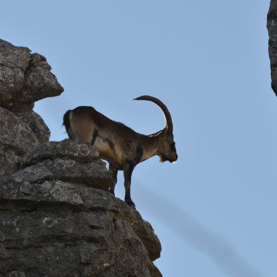 El Torcal - An Ibex perches ready to jump