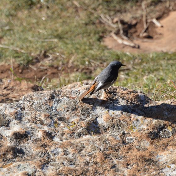 Bird spotting at El Torcal - unfortunately unidentified.