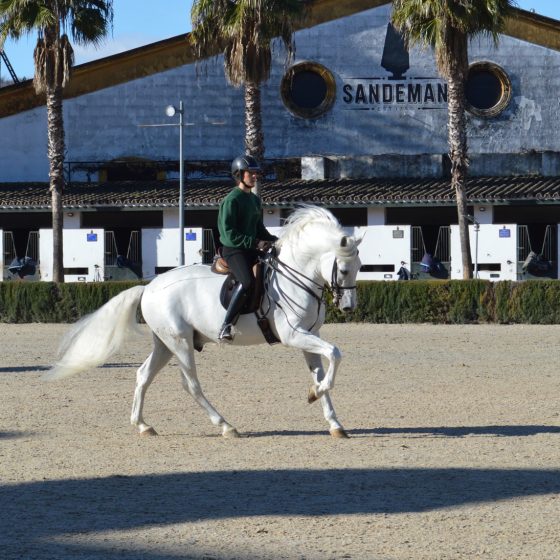 A student practising some elegant dressage moves.