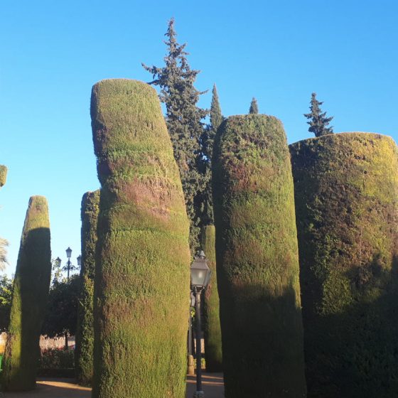 Trimmed cypress trees in the garden of the Alcazar de los Reyes