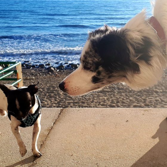 Big dog, little dog, Estepona beach