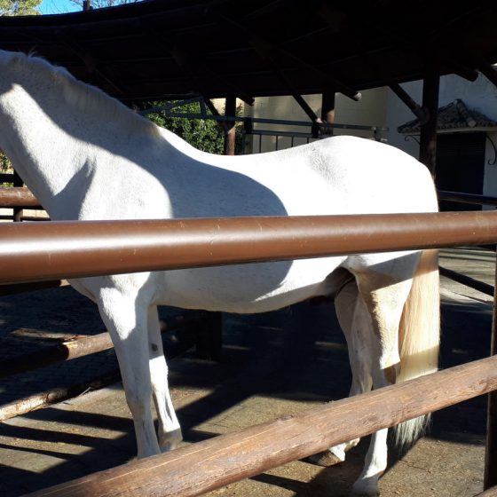 Andaluian horse in the exercise carousel