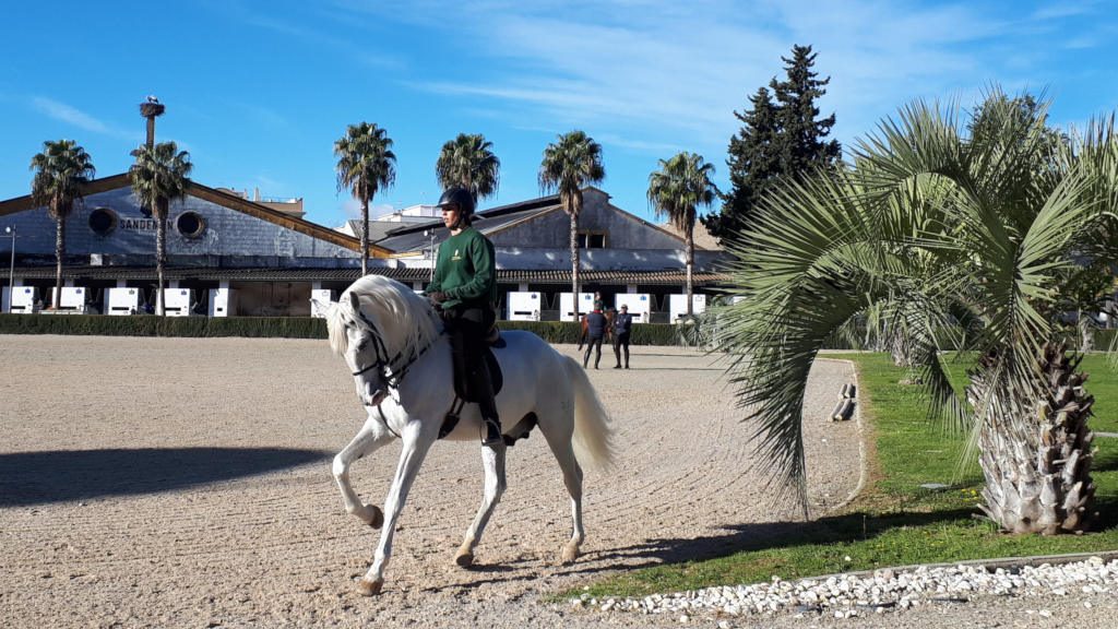 Andalucian horses of Jerez