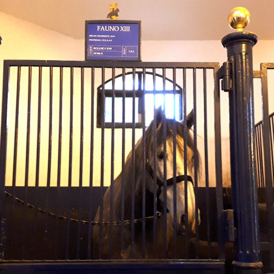 Each stable has the horse's name, date of birth, owner and parents' names on a plaque