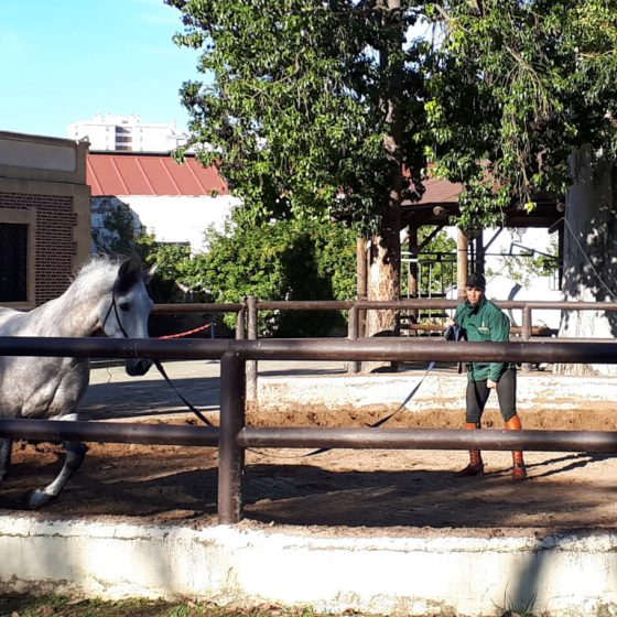 A student lunging a horse in the ring