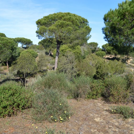 Exploring Donana by the Beach