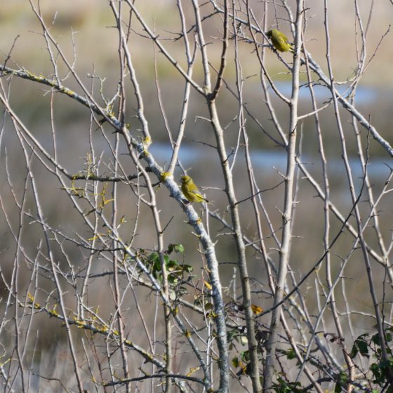 Donana - we spotted a bird! Think it's a Finch