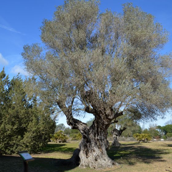 Donana huge ancient Olive tree