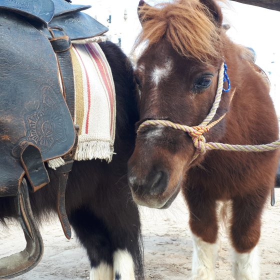 Little ponies with Western saddles giving pony rides