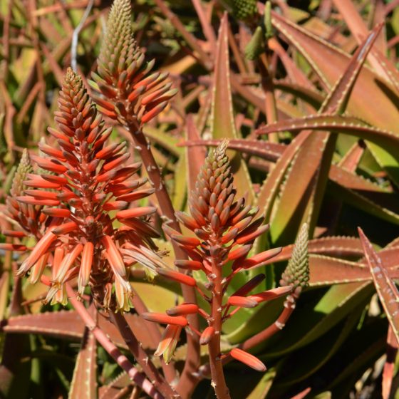 Exotic looking (yes, that's a technical term!) plants in the Parque La Muralla