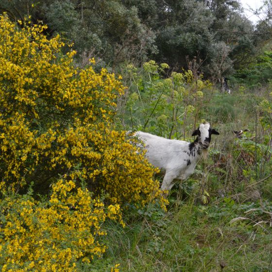 Olvera - A feeding goat takes a peek