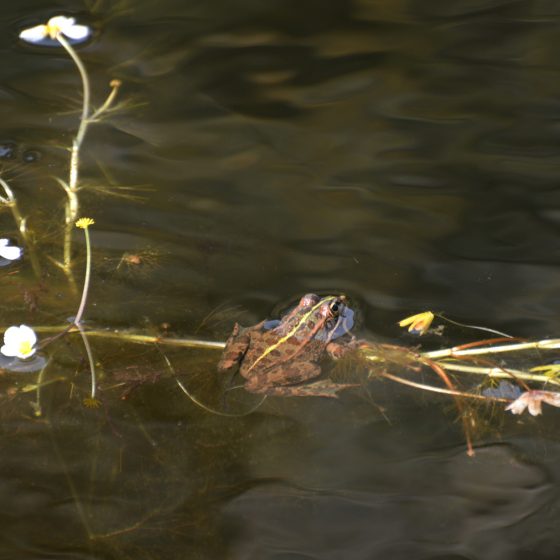 Guadina River - wild life