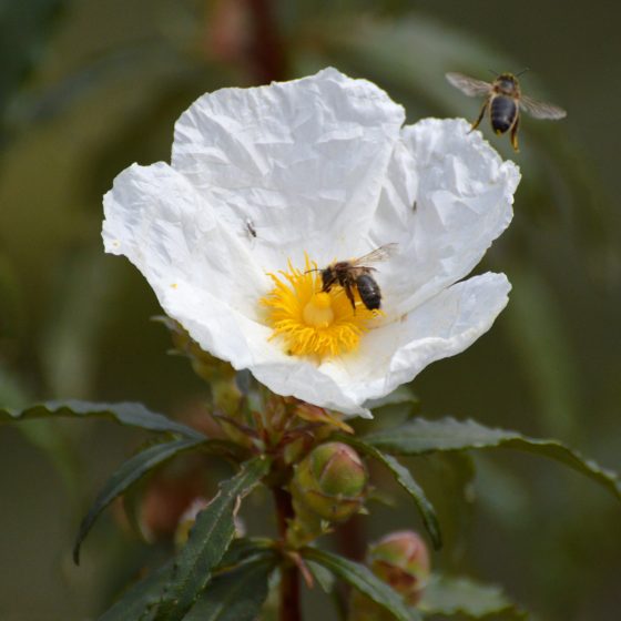 Wild flowers and bees