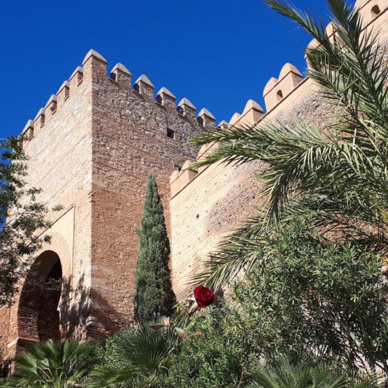 Almeria - Alcazaba castle rose
