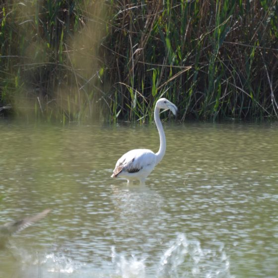 Fondo - White Flamingo
