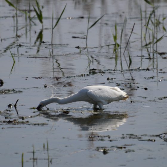 Fondo - White Heron feeding