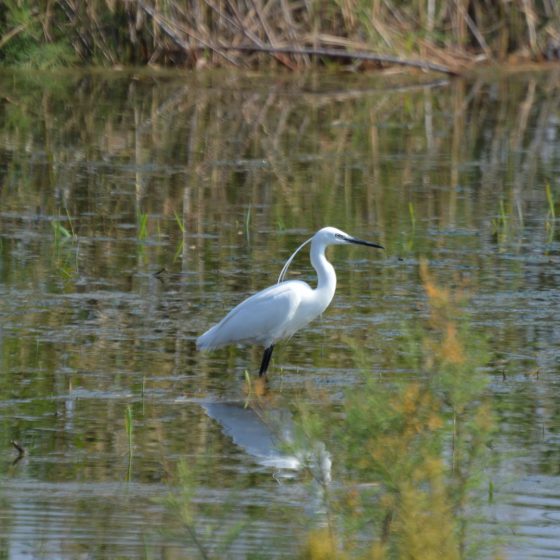 Fondo - White Heron posing