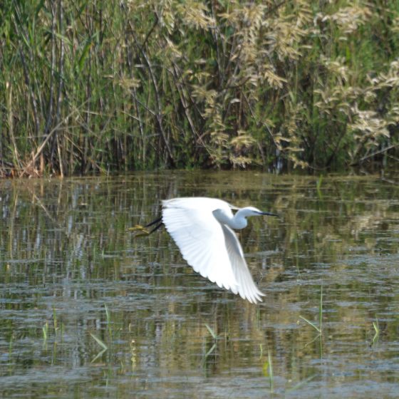 Fondo - White Heron flying