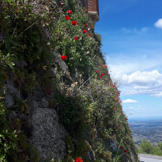 Beautiful red poppies sprouting out from the town walls