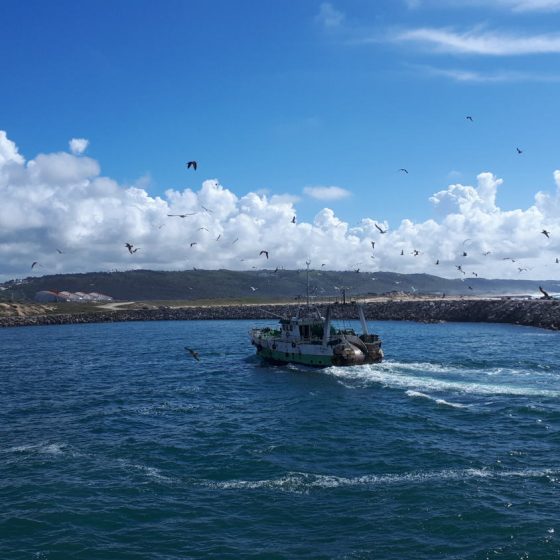 A fishing boat coming into the harbour followed by gulls