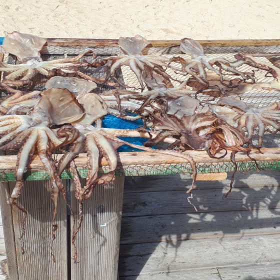Octopus drying on racks along the beach front