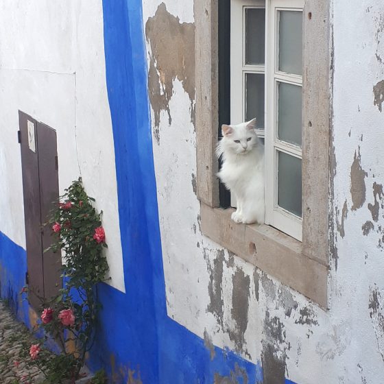 In Obidos even the cats are pretty!