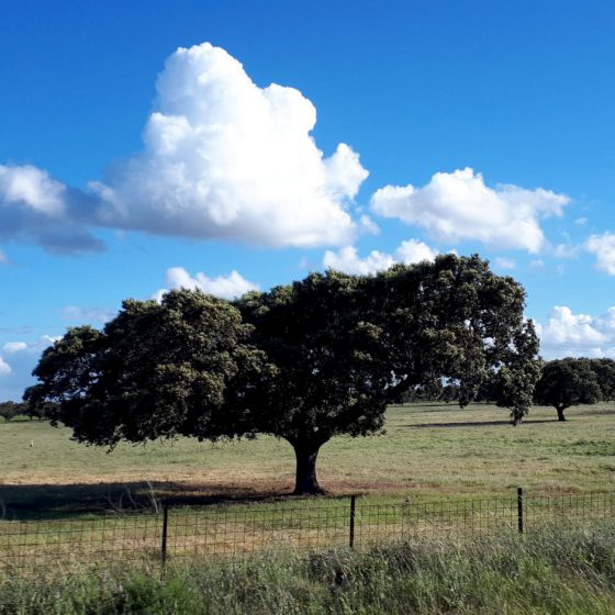 On the road to Cacarea, driving through the Extremadura countryside