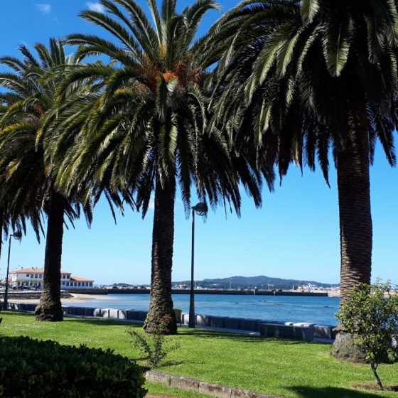 Palm trees lining the shoreline at Cambados