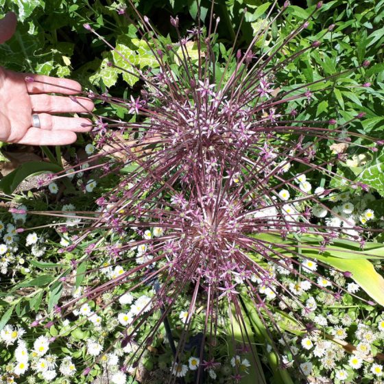 A giant alium the size of a dinner plate