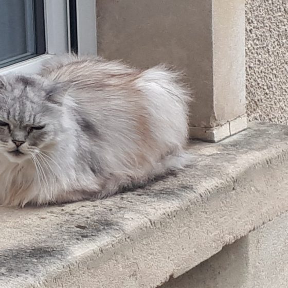 Un chat de Chauvigny - Even the cats here are pretty!