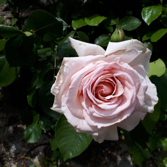 Pretty pink roses that smell good too