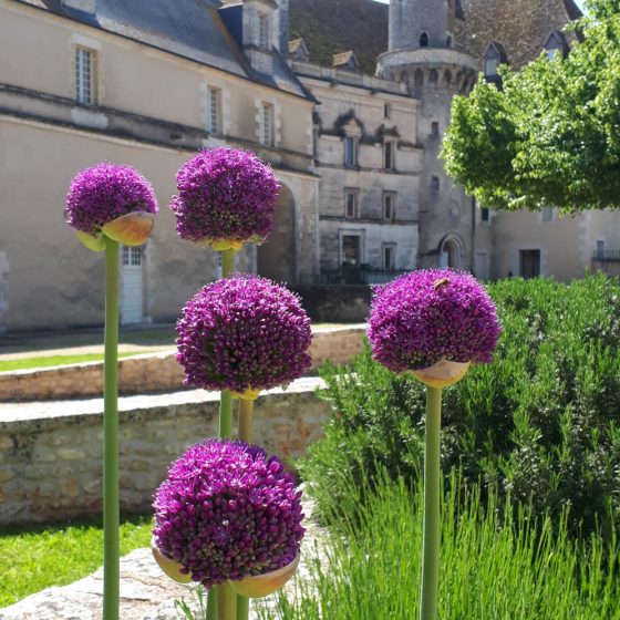 Pretty purple aliums outside St Savin Abbey