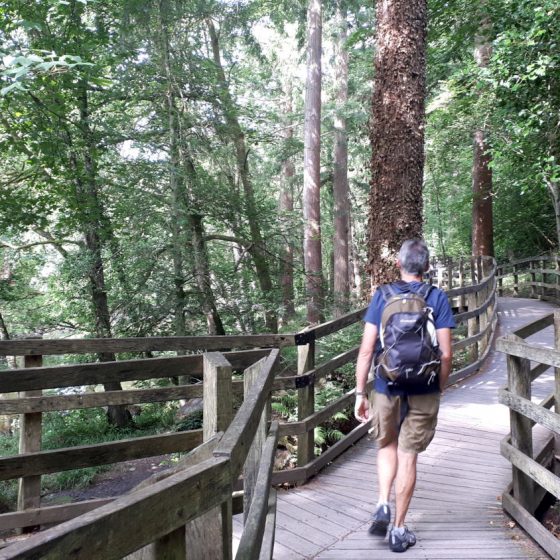 Walking the plank through the forest