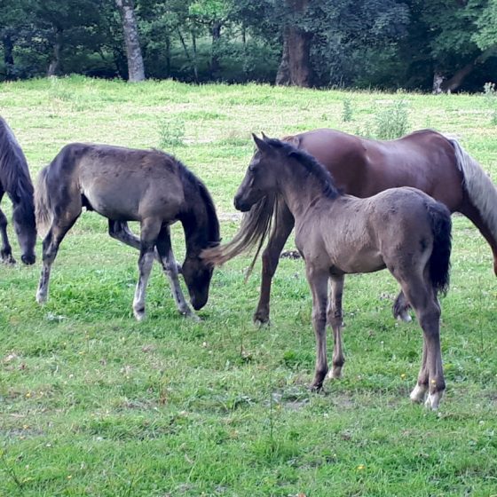 Pretty ponies grazing in the town