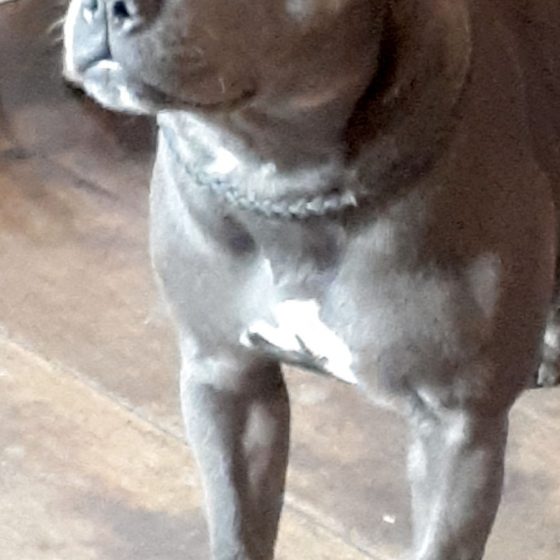 Sky, the cute Staffy we met in the pub