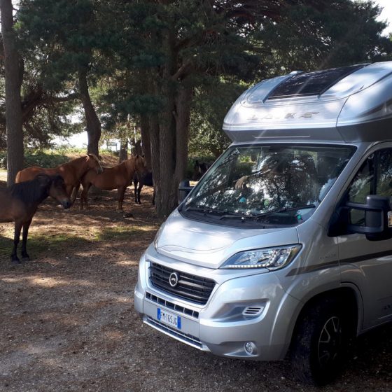Buzz Laika the motorhome getting up close and personal with the ponies