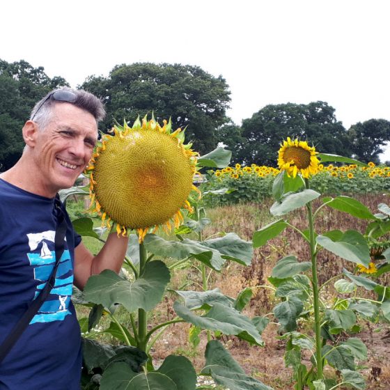 Dinner plate sized sunflowers, bigger than your head!
