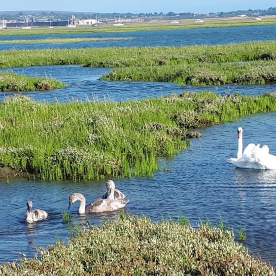 A cute family of swans on the marshes