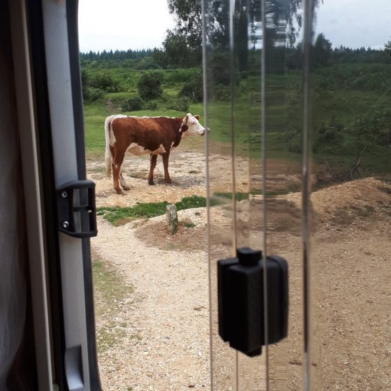 There aren't just pones in the New Forest, there are plenty of cows too