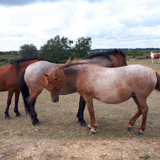 New Forest ponies roaming freely