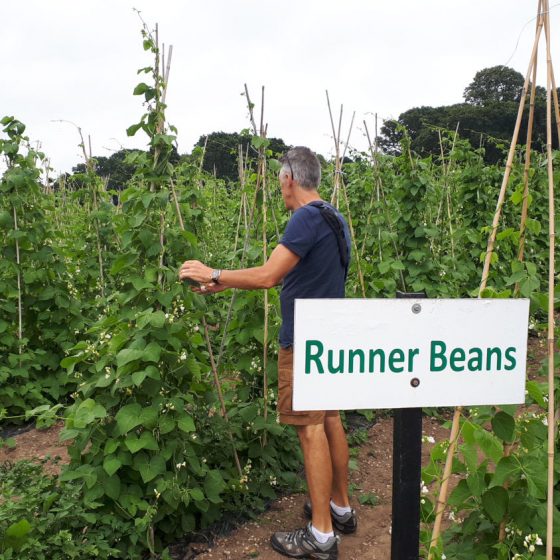 Runner beans were amongst many, many other things on offer at the Cat & Fiddle PYO