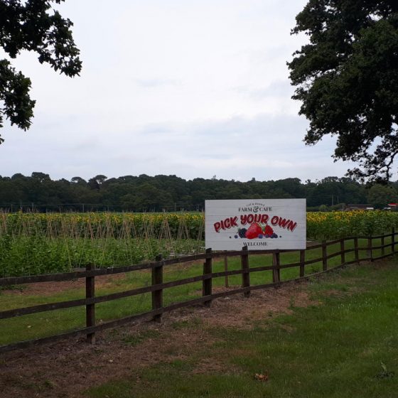 The Cat & Fiddle PYO Farm near Hinton