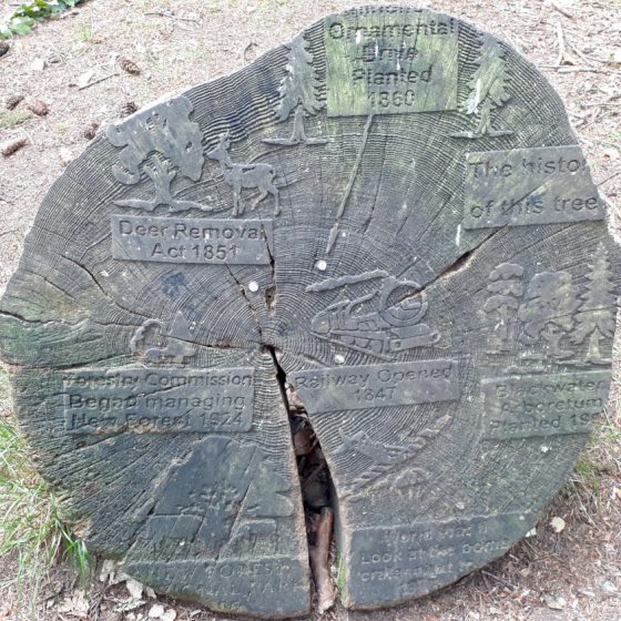 A tree stump and its rings marked with historical events to show its age
