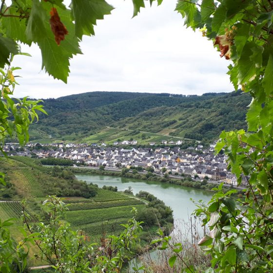 View through the vines