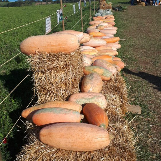 Banana squash . You'd be eating one of those for weeks.