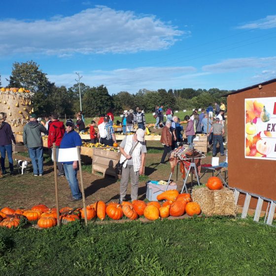 Pumpkins, pumpkins and more pumpkins